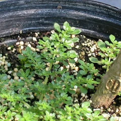 thumbnail for publication: Biology and Management of Pilea microphylla (Artillery Weed) in Ornamental Crop Production